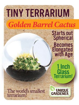 Tiny Terrarium - Golden Barrel Cactus