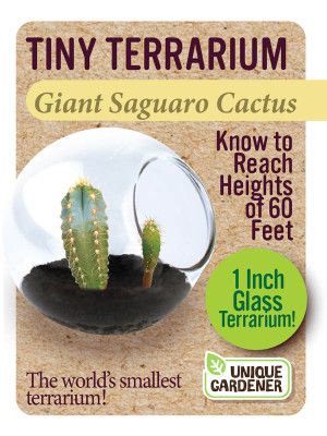 Tiny Terrarium - Giant Saguaro Cactus