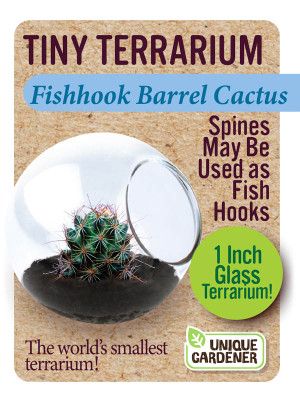 Tiny Terrarium - Fishhook Barrel Cactus