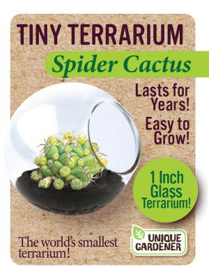Tiny Terrarium - Spider Cactus