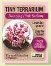 Tiny Terrarium - Sunny Yellow Sedum