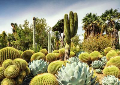 Ravensburger 1000 PCS The Huntington Desert Garden, California USA