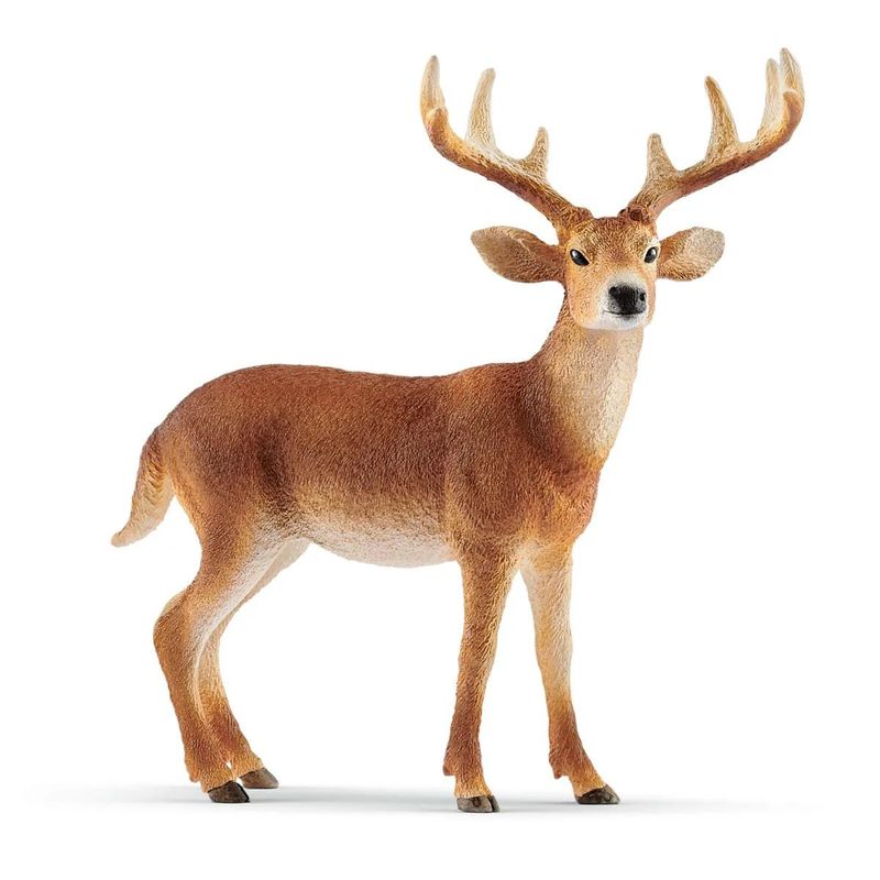 WILD LIFE - WHITE-TAILED BUCK