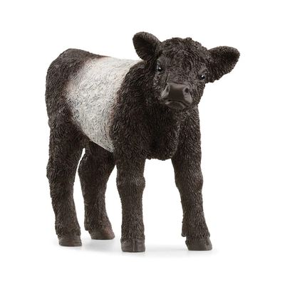Galloway calf