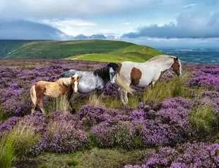 Wild Horses in the Heather 2000 Pc