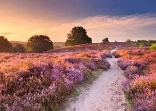 Pink Pathway 1000 Pc Puzzle