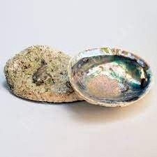 Abalone shell