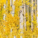 Landscape Medley - Aspen Leaves - Autum