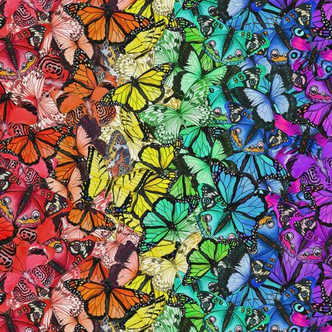 Monarch Garden - rainbow butterflies - multi