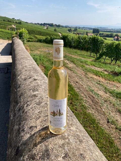 Muscat blanc "Gaby" 50cl.
