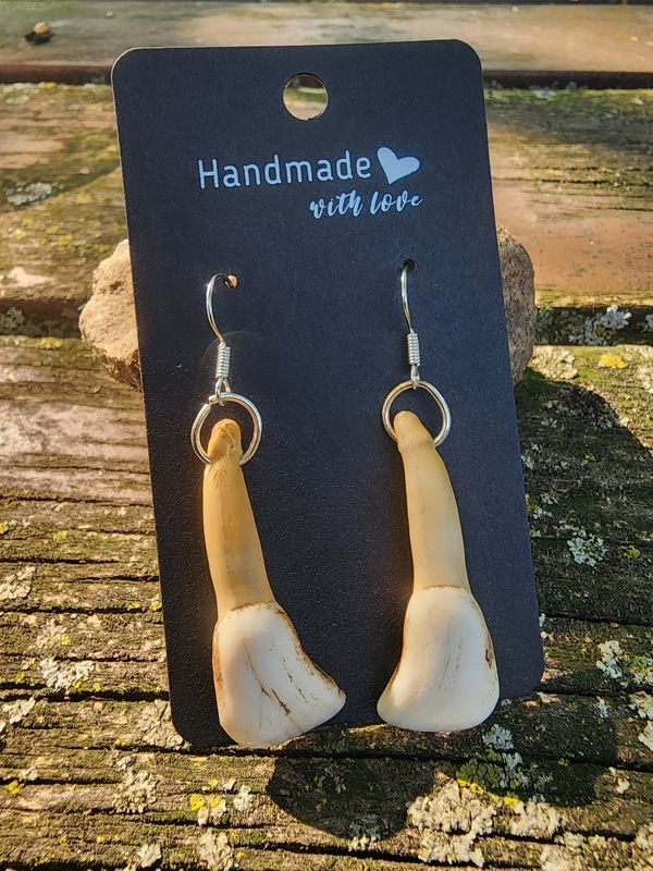Elk Tooth Earrings