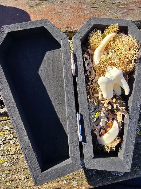 Curio Coffin 1