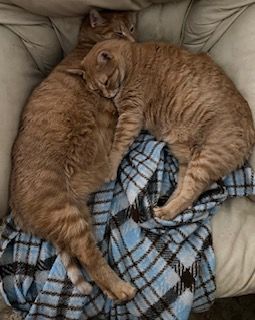 Cat Products