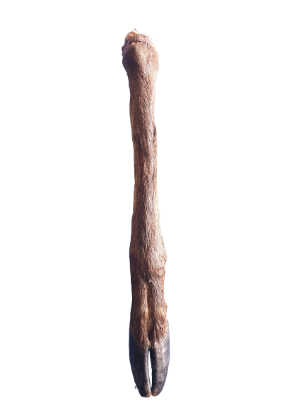 Back To Nature - Deer Leg with Hoof