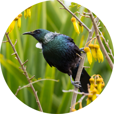 Wild Bird