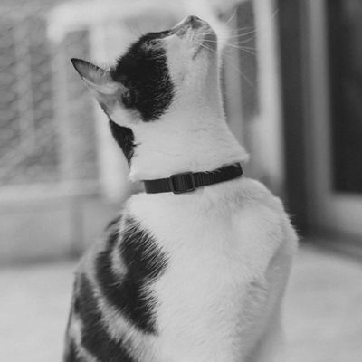 Zee.Cat Collar - Gotham