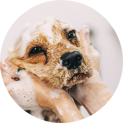 Grooming