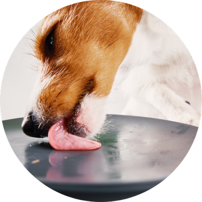 Bowls &amp; Feeding Equipment