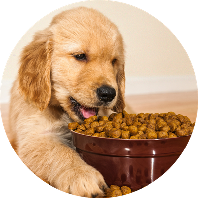 Dry Dog Food