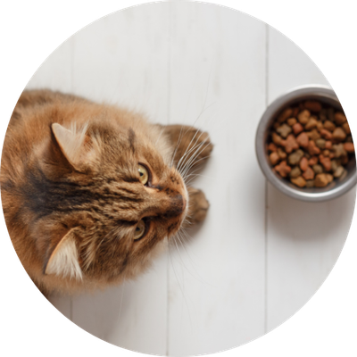 Dry Cat Food