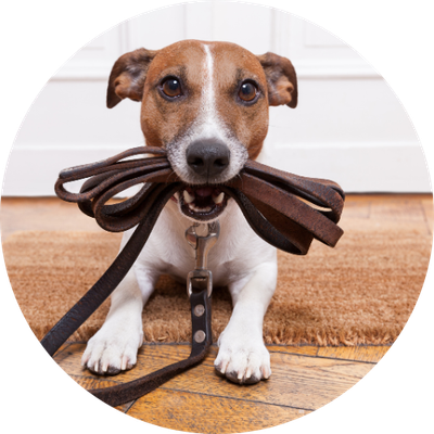 Leads, Harnesses &amp; Collars
