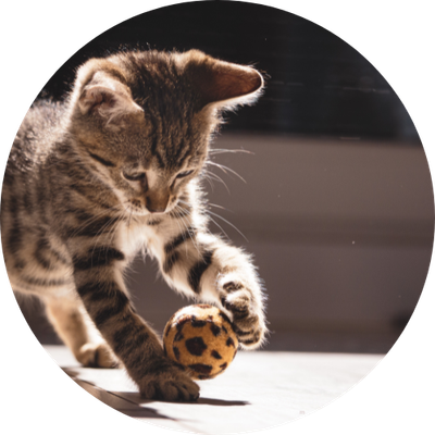 Cat Items