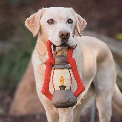 Pack Leader Lantern
