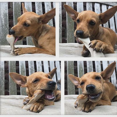 Peanut Butter Dual Sided Bone