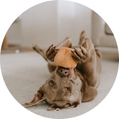 Dog Toys