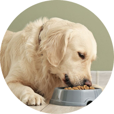 Dry Dog Food