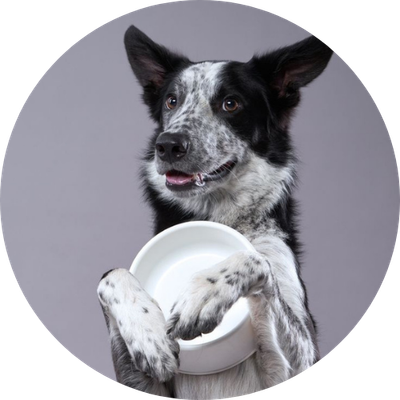 Bowls &amp; Feeding Equipment