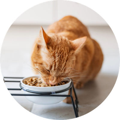 Dry Cat Food