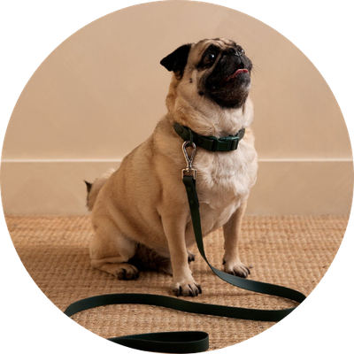 Leads, Harnesses &amp; Collars