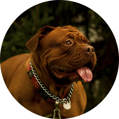 Pet Tag Engraving