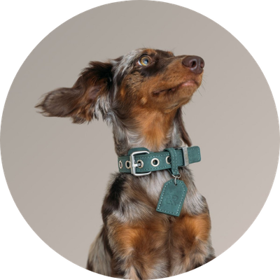 Pet Tag Engraving
