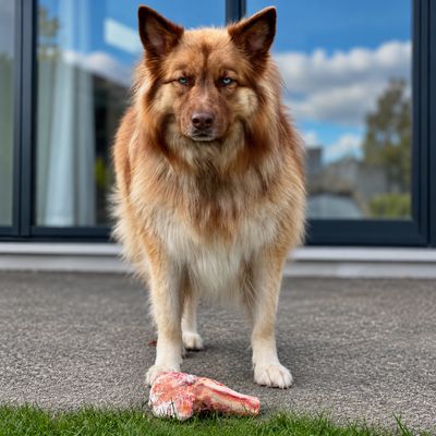 Beef Knuckle Bone 2 Pack (Frozen)