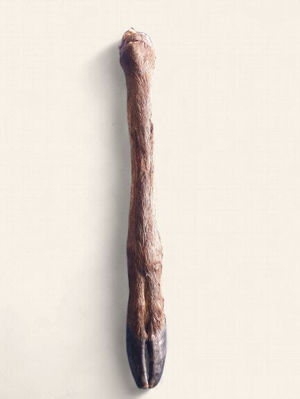 Deer Leg with Hoof