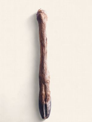 Deer Leg with Hoof