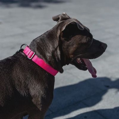Zee.Dog Collar - Pink