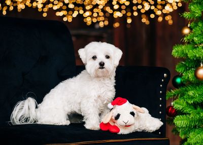 Christmas Santa Lamb Chop