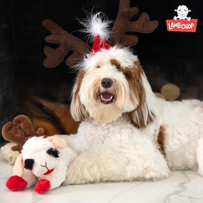Christmas Reindeer Lamb Chop