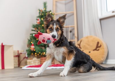 Christmas Pig