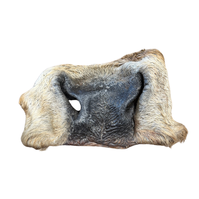 Cow Snouts