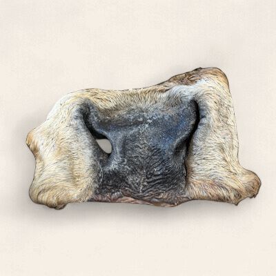 Cow Snouts