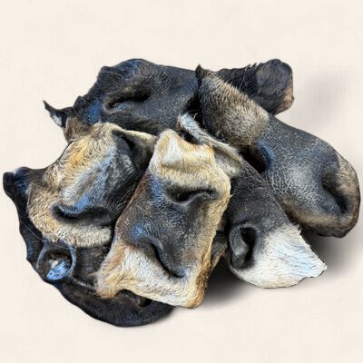 Cow Snouts