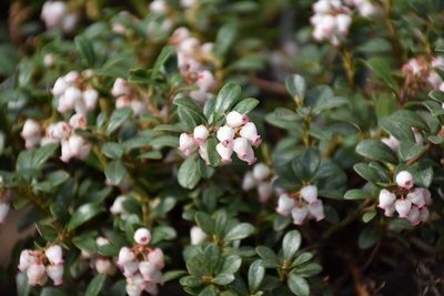 Arctostaphylus uva-ursi 'Massachusetts' (Bearberry) 1G