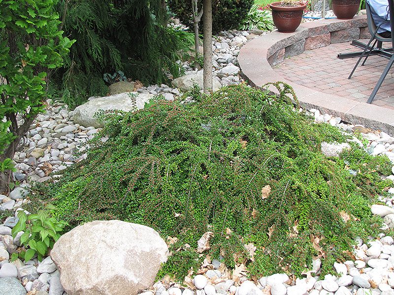 Cotoneaster horizontalis (Rockspray Cotoneaster) 3G