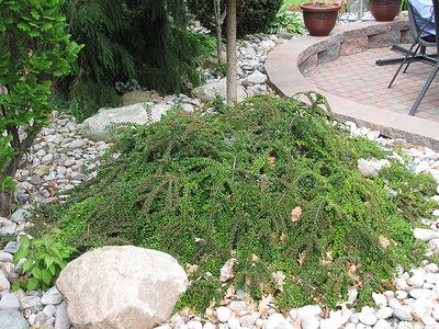 Cotoneaster horizontalis (Rockspray Cotoneaster) 3G