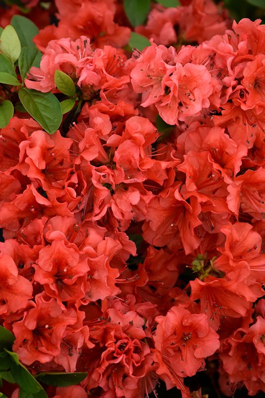 Azalea 'Girard's Hot Shot' (Deciduous) 2G