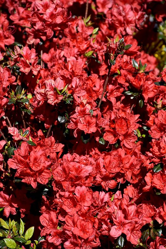 Azalea 'Stewartsonian' (Evergreen) 2G